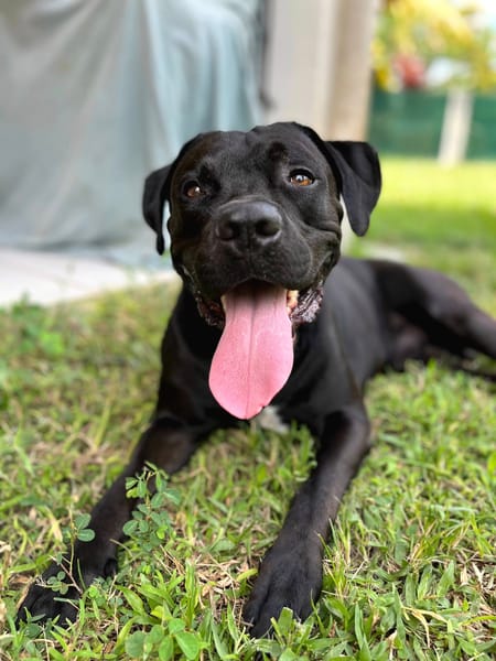 Tito, mâle croisé berger, né le 10/02/2022 🐶