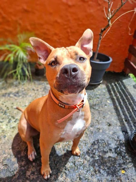 Omy, mâle croisé berger, né le 31/01/2024🐶