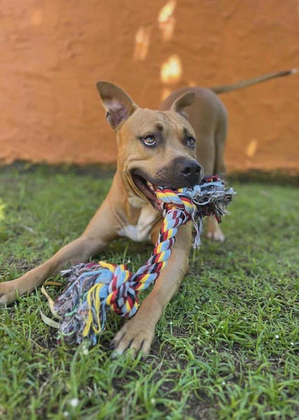 Omy, mâle croisé berger, né le 31/01/2024🐶