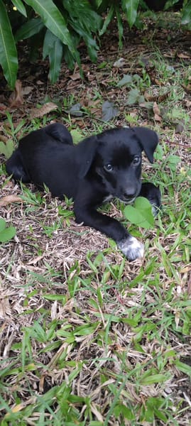 Puka, femelle X berger, née le 26/09/2025 🐶