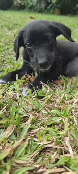 Puka, femelle X berger, née le 26/09/2025 🐶