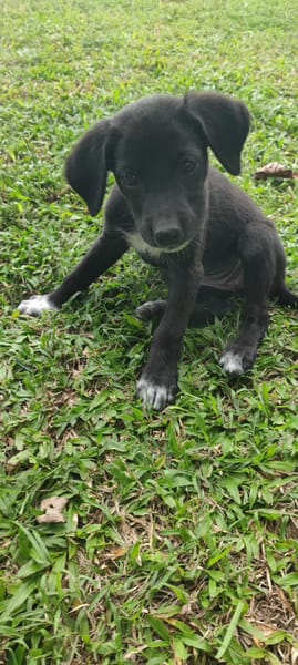 Puka, femelle X berger, née le 26/09/2025 🐶