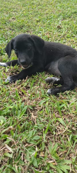 Puka, femelle X berger, née le 26/09/2025 🐶