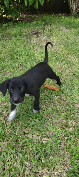 Puka, femelle X berger, née le 26/09/2025 🐶