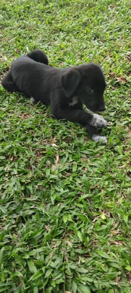 Puka, femelle X berger, née le 26/09/2025 🐶