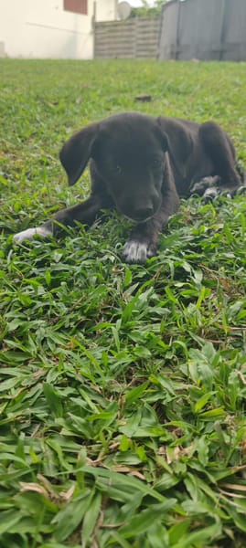 Puka, femelle X berger, née le 26/09/2025 🐶