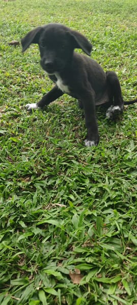 Puka, femelle X berger, née le 26/09/2025 🐶