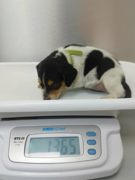 Asko, le petit rêveur