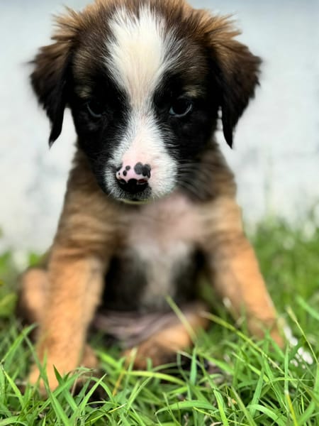 Baya, la plus mignonne