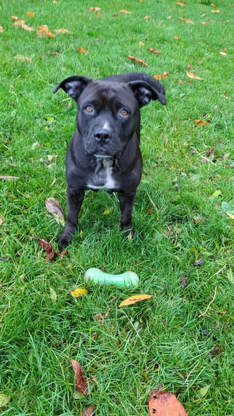 PATY la créole en normandie