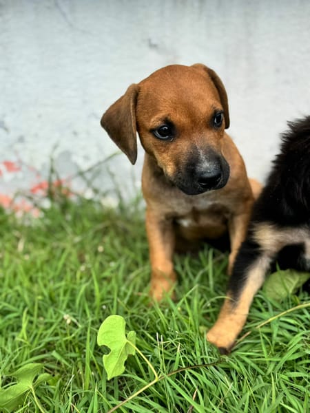 GOLIATH le ptit mignon