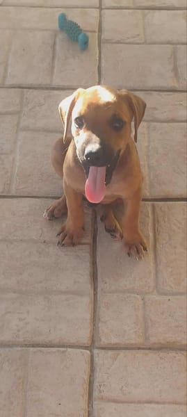 GOLIATH le ptit mignon