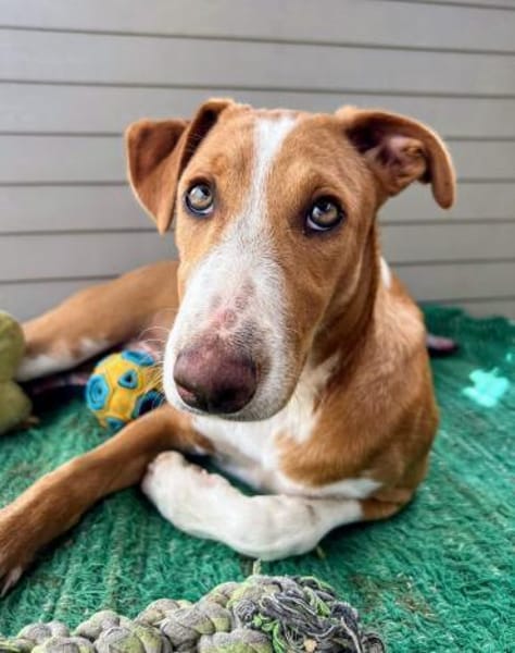 LEO-BEREIT DEIN BESTER FREUND ZU WERDEN