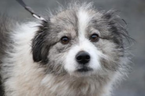 Miesu - sehr zutraulich u. kinderlieb