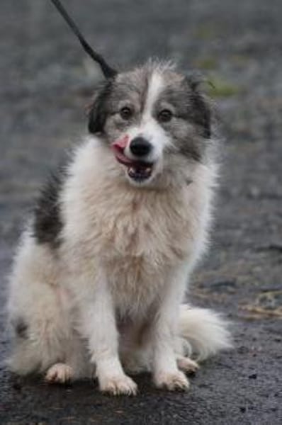 Miesu - sehr zutraulich u. kinderlieb