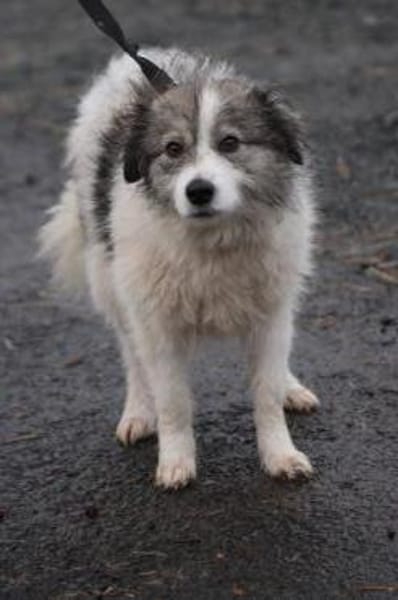 Miesu - sehr zutraulich u. kinderlieb