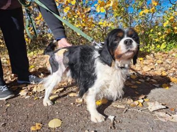 Foltos, tapferer Überlebenskünstler, ca.