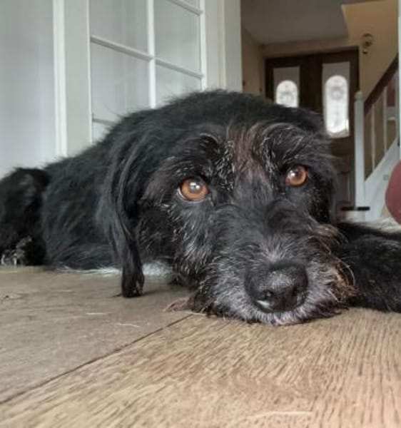 Dia, fröhlicher Sonnenschein, ca. 4 Jahr