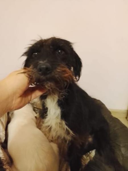 Dia, fröhlicher Sonnenschein, ca. 4 Jahr