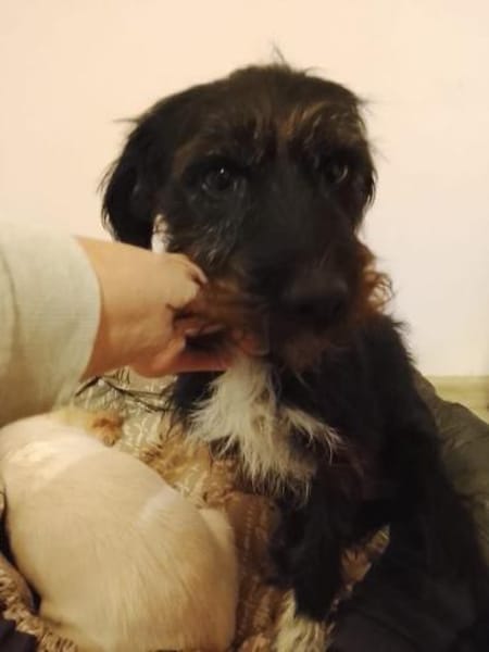 Dia, fröhlicher Sonnenschein, ca. 4 Jahr