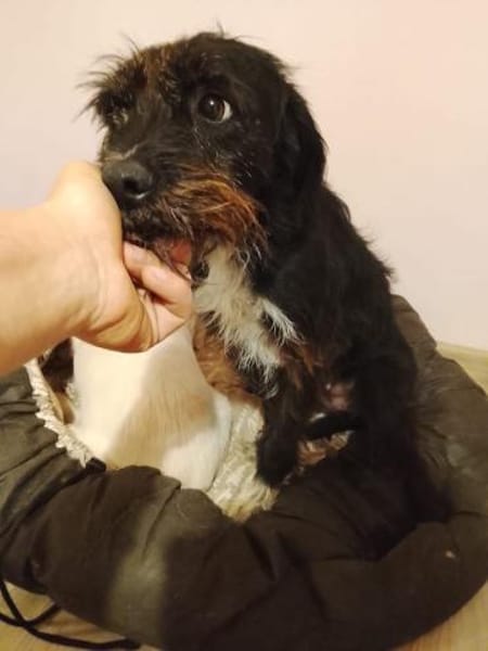 Dia, fröhlicher Sonnenschein, ca. 4 Jahr