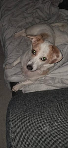 Kuschelige Bica❤ sucht ihr Heim