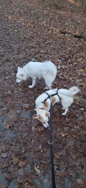 Kuschelige Bica❤ sucht ihr Heim