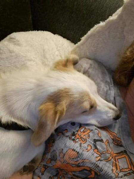 Kuschelige Bica❤ sucht ihr Heim