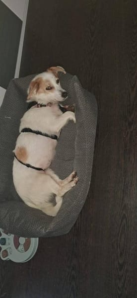 Kuschelige Bica❤ sucht ihr Heim