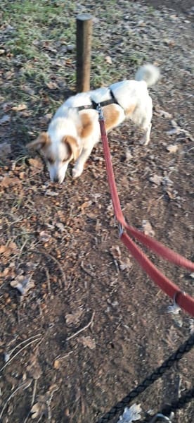 Kuschelige Bica❤ sucht ihr Heim