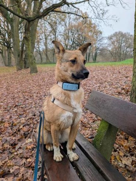 Siri - kleines Fuchsherz