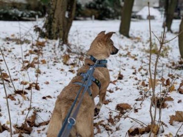 Siri - kleines Fuchsherz