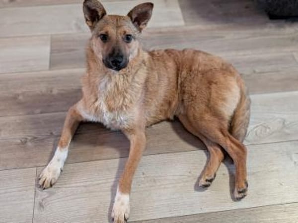 Siri - kleines Fuchsherz