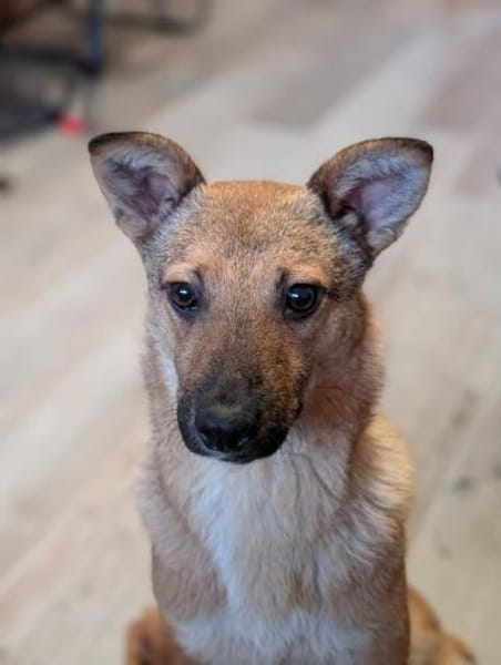 Siri - kleines Fuchsherz