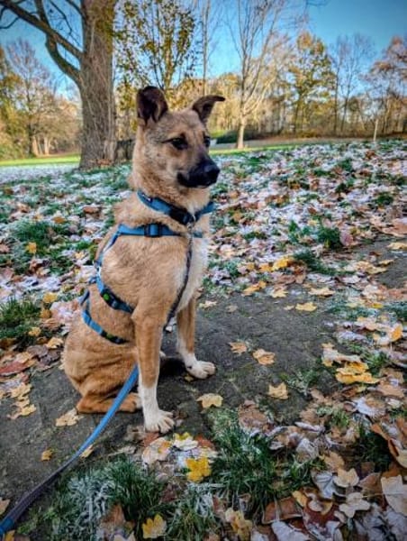 Siri - kleines Fuchsherz