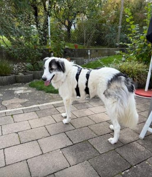 Wunderbare Shine sucht ihre Familie