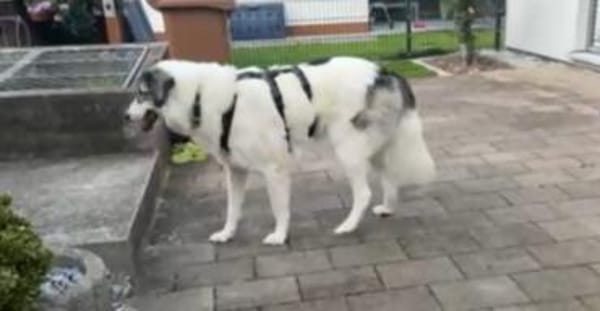 Wunderbare Shine sucht ihre Familie