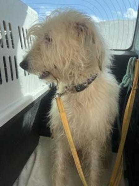 Charly - ein großer Wuschelbär