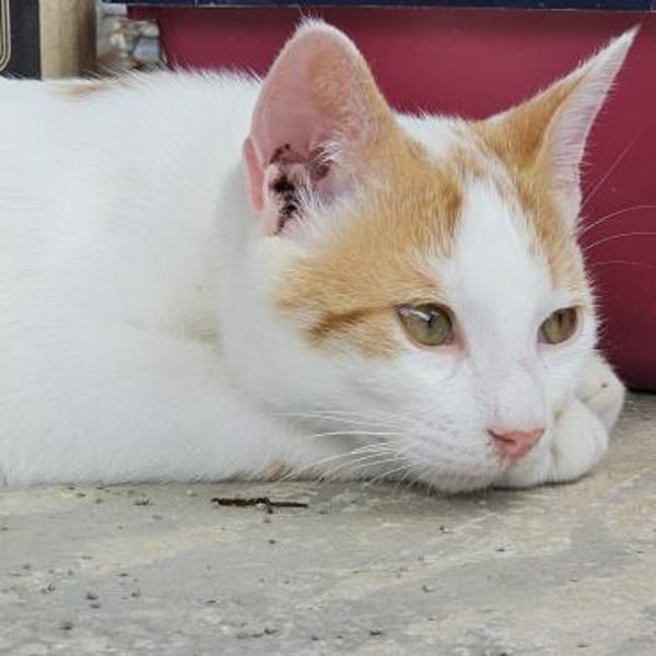 Verschmuster Nikos sucht Zuhause