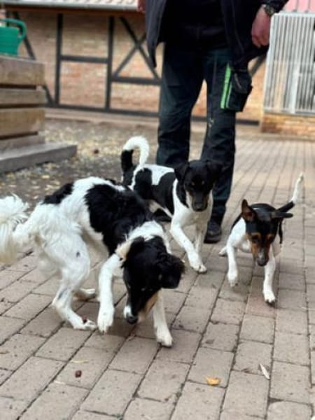 3-Rohdiamanten suchen ihren Menschen