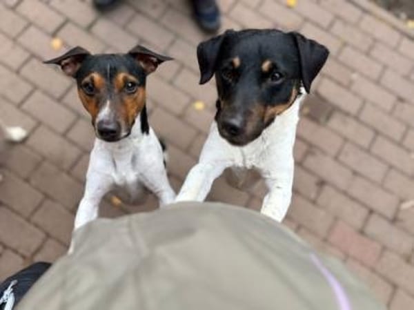 3-Rohdiamanten suchen ihren Menschen