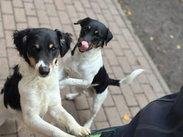 3-Rohdiamanten suchen ihren Menschen