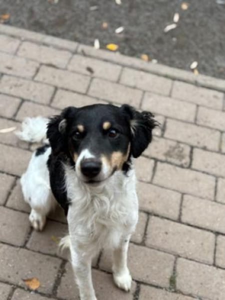 3-Rohdiamanten suchen ihren Menschen