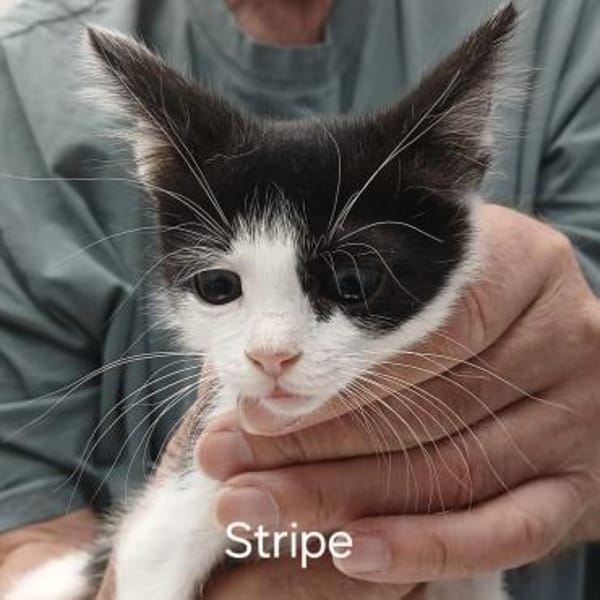 Stripe sucht DICH als Spielpartner!