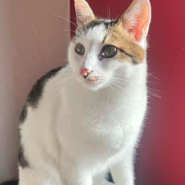 Kater Piff und Spooky suchen ihr Zuhause