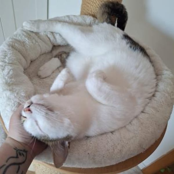 Kater Piff und Spooky suchen ihr Zuhause