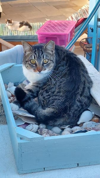 Scheue Fienchen sucht ihr Glück