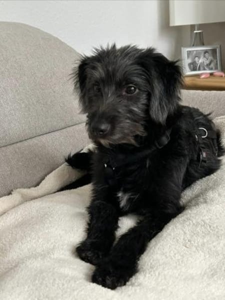 Pippin, liebes Mädchen