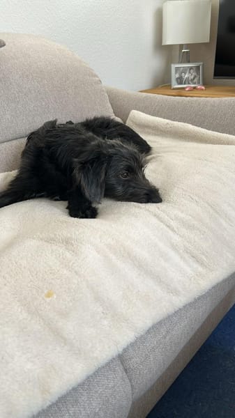 Pippin, liebes Mädchen