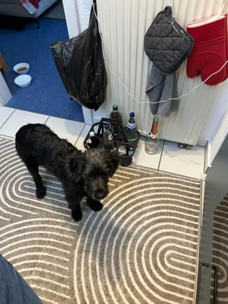 Pippin, liebes Mädchen